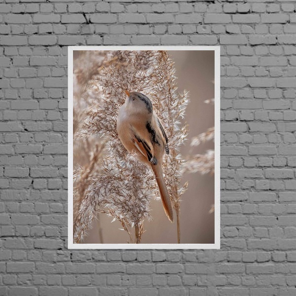 Quadro Fotografia Passarinho Fundo Nude 45x34cm - Com Vidro M