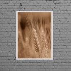 Quadro Fotografia Ramo De Trigo 33x24cm - Com Vidro Moldura:m