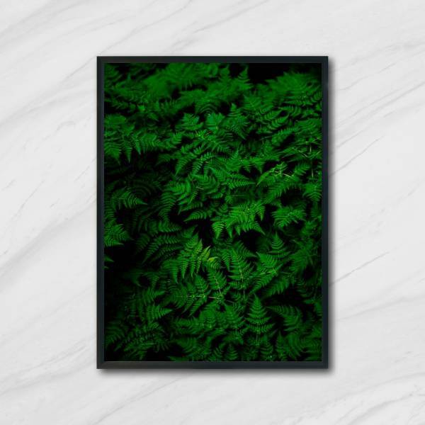 Quadro Fotografia Samambaias 45x34cm - Com Vidro Moldura:made