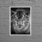 Quadro Fotografia Tigre Olho Azul 33x24cm - Com Vidro Moldura