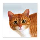 Quadro Gato Uniart Amarelo 45x45cm