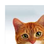 Quadro Gato Uniart Amarelo 45x45cm