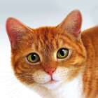 Quadro Gato Uniart Amarelo 45x45cm