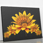 Quadro Gazânia Flor Amarela E Laranja Canvas 120x80cm