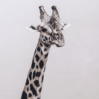 Quadro Girafas ao Ar Livre Preto e Branco e Marrom com Vidro 60x90cm Tropical