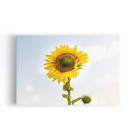 Quadro Girassol Flor Fotografia Céu Azul Canvas 120x80cm