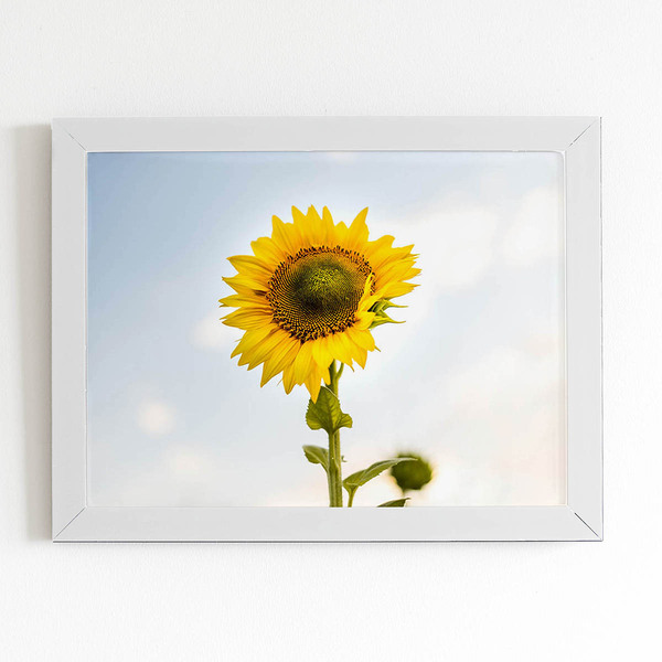 Quadro Girassol Flor Fotografia Céu Moldura Branca 60x40cm