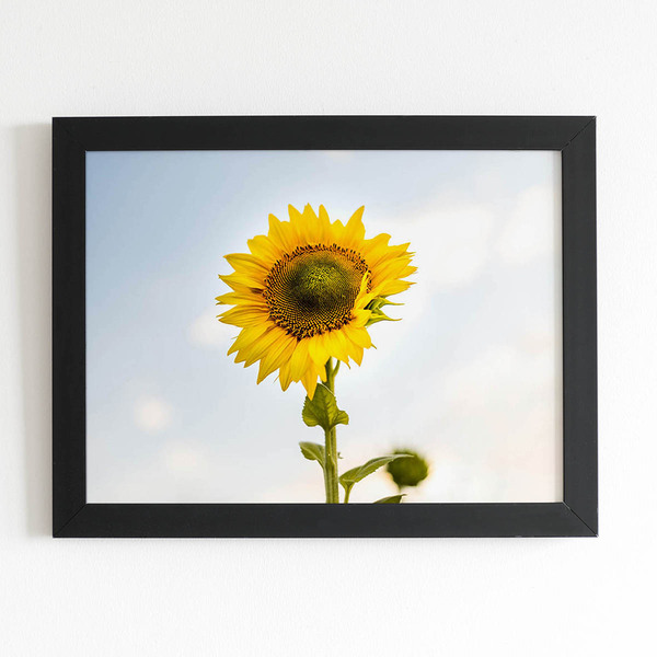 Quadro Girassol Flor Fotografia Céu Moldura Preta 60x40cm