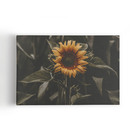 Quadro Girassol Flor Fotografia Decorativo Canvas 120x80cm