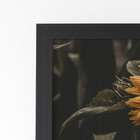 Quadro Girassol Flor Fotografia Moldura Preta 60x40cm