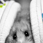 Quadro Hamster Uniart Preto & Branco 45x45cm