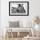 Quadro Horizontal Zebra - 60x48cm Moldura:madeira Branca