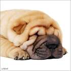 Quadro Impressão Digital Cachorro Marrom 30x30cm Uniart