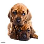 Quadro Impressão Digital Dois Cachorros Marrom 30x30cm Uniart