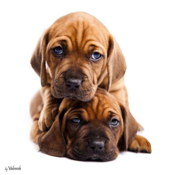 Quadro Impressão Digital Dois Cachorros Marrom 30x30cm Uniart