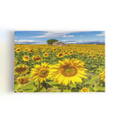 Quadro Jardim De Girassóis Paisagem Casa Canvas 60x40cm