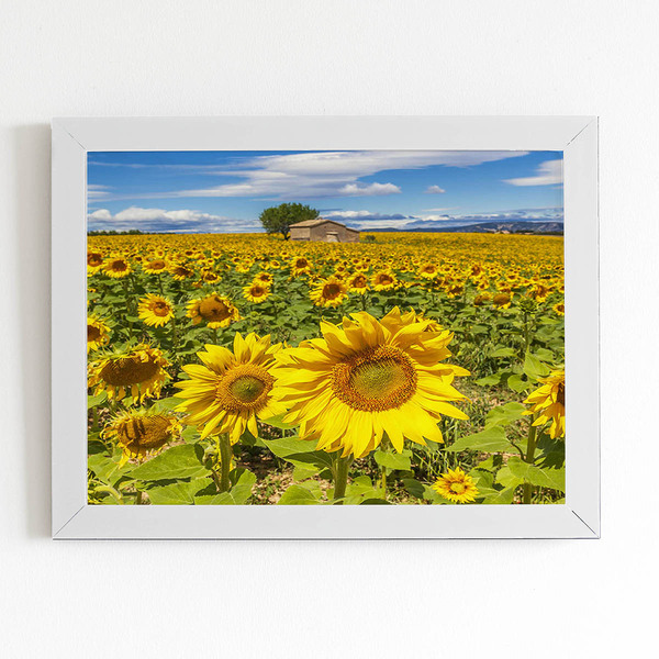 Quadro Jardim De Girassóis Paisagem Moldura Branca 60x40cm