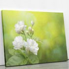 Quadro Jasmim-árabe Flor Branca Natureza Canvas 100x70cm