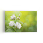 Quadro Jasmim-árabe Flor Branca Natureza Canvas 140x90cm