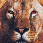 Quadro Leão Bronze 100x100cm