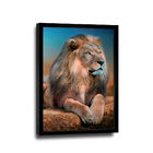 Quadro Leão Distraído -- Br Artes