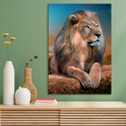 Quadro Leão Distraído -- Br Artes