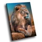 Quadro Leão Distraído -- Br Artes