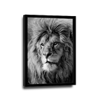 Quadro Leão Majestoso Pb -- Br Artes