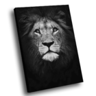 Quadro Leão No Preto  -- Br Artes
