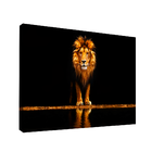 Quadro Leão Ouro -- Br Artes Pequeno 60x40