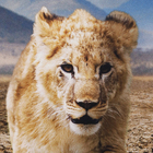 Quadro Leão Reflexo Preto com Vidro 60x90cm Arte Própria