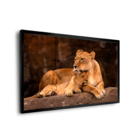 Quadro Leoa E Filhote -- Br Artes