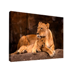 Quadro Leoa E Filhote -- Br Artes