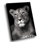Quadro Leoa No Preto -- Br Artes