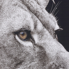 Quadro Leoa Preto 60x90cm Arte Própria