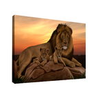 Quadro Leões Da África -- Br Artes