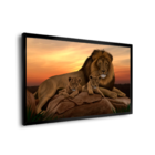 Quadro Leões Da África -- Br Artes