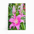 Quadro Lilium Brownii Rosa Flores Fotografia Canvas 60x40cm