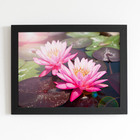 Quadro Lírio Da Água Rosa Flor Moldura Preta 60x40cm