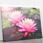 Quadro Lírio Da Água Rosa Flor Natureza Canvas 60x40cm