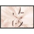 Quadro Lirio Sépia Close 70x50 - Casa Da Moldura