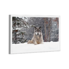 Quadro Lobo Cinzento -- Br Artes