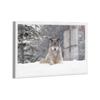 Quadro Lobo Cinzento -- Br Artes