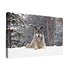 Quadro Lobo Cinzento -- Br Artes