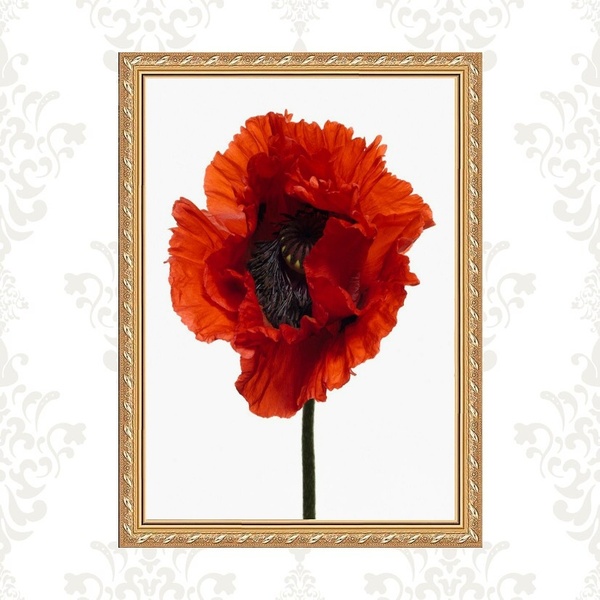 Quadro Moldura Dourada Flor Avermelhada 33x24cm Acabamento:co