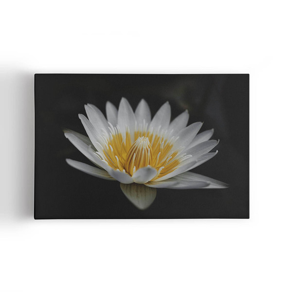 Quadro Nenúfar Pigmeu Pequeno Branco Canvas 100x70cm