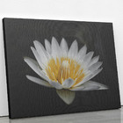 Quadro Nenúfar Pigmeu Pequeno Branco Canvas 100x70cm