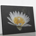 Quadro Nenúfar Pigmeu Pequeno Branco Canvas 140x90cm