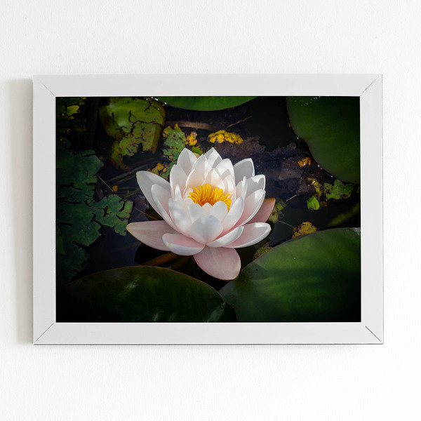 Quadro Nymphaea Candida Água Flor Moldura Branca 60x40cm
