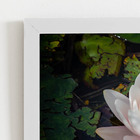Quadro Nymphaea Candida Água Flor Moldura Branca 60x40cm